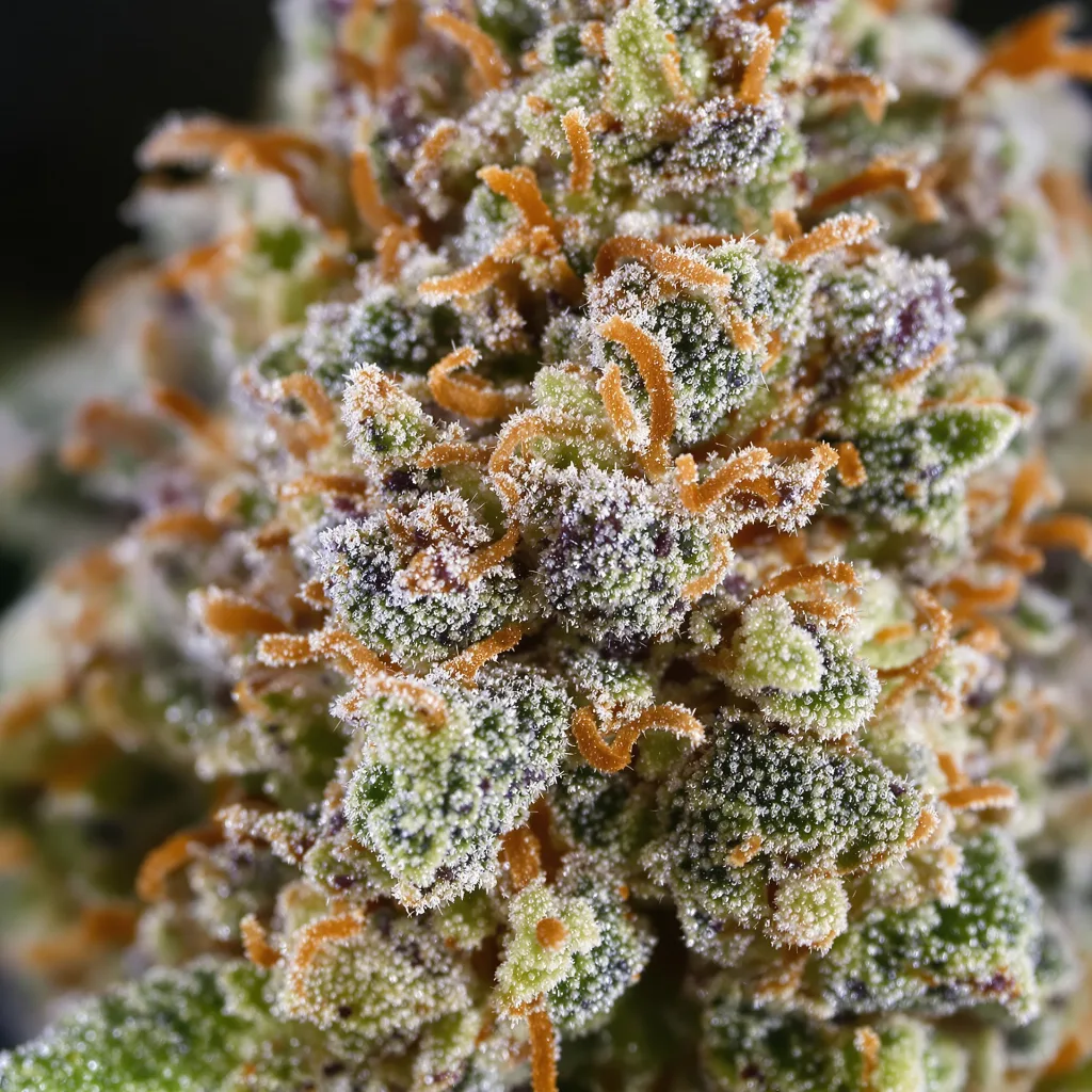Gros plan de fleur de cannabis Biddy Early montrant nugs denses vert forêt