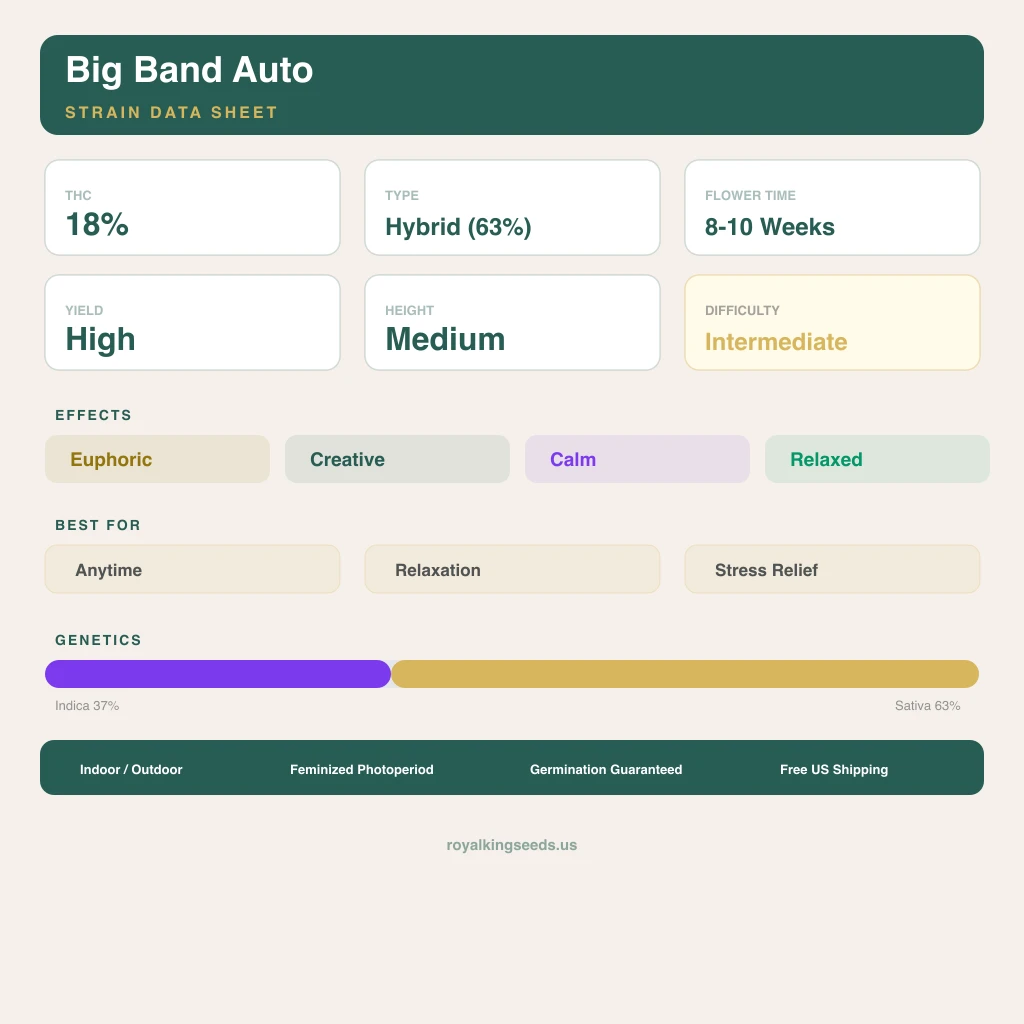 Big Band 37% indica / 63% sativa — fleur avec trichomes visibles