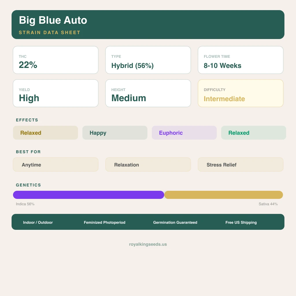 Big Blue 56% indica / 44% sativa — fleur avec trichomes visibles