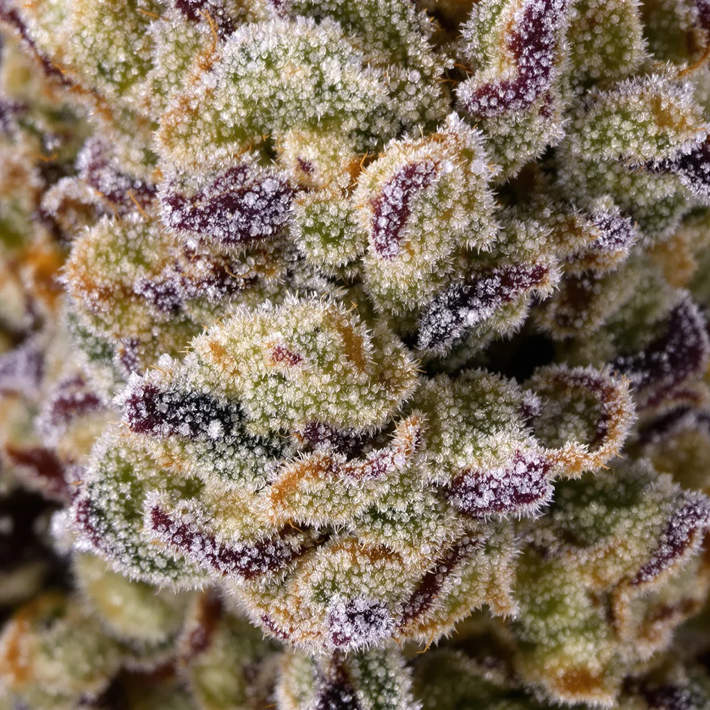 Gros plan de fleur de cannabis Big Buddha Cheese montrant nugs denses vert forêt