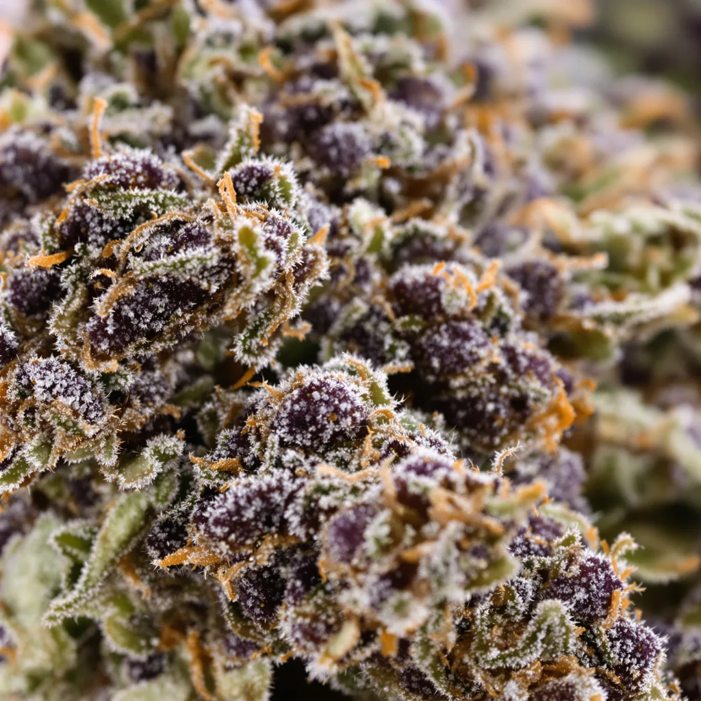 Gros plan de fleur de cannabis Big Cheese montrant calices denses aux reflets violets