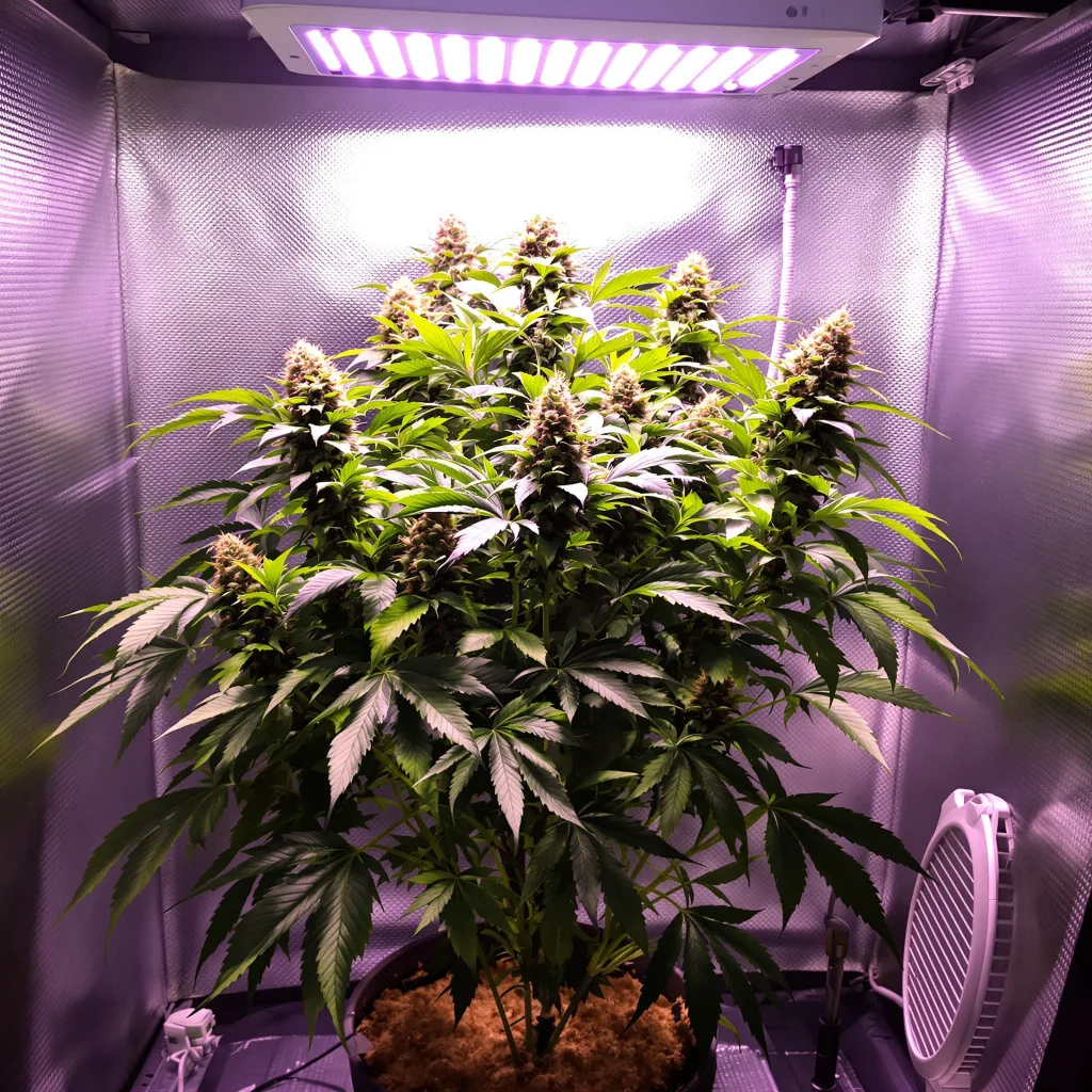Plante de cannabis Big Cheese en floraison — 90-130 cm féminisée