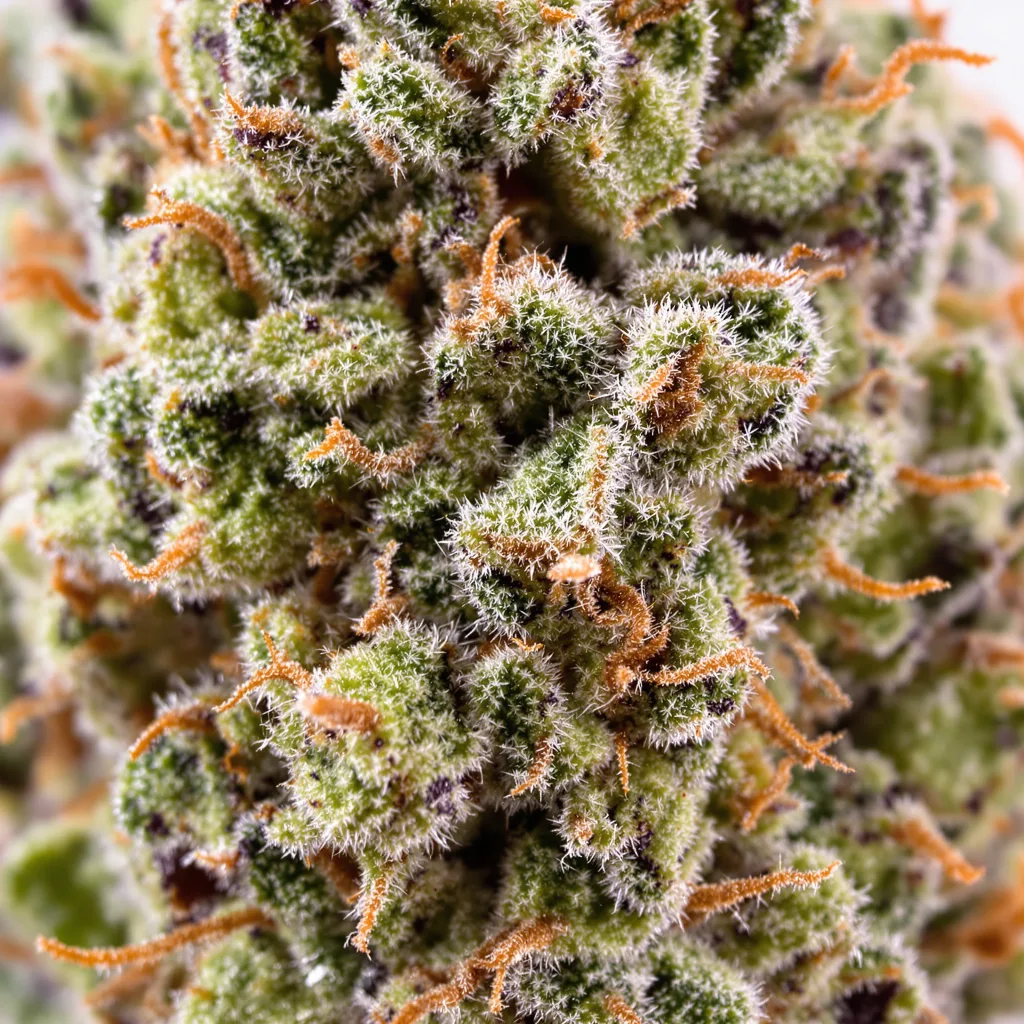 Gros plan de fleur de cannabis Big Devil montrant structure équilibrée avec trichomes givrés
