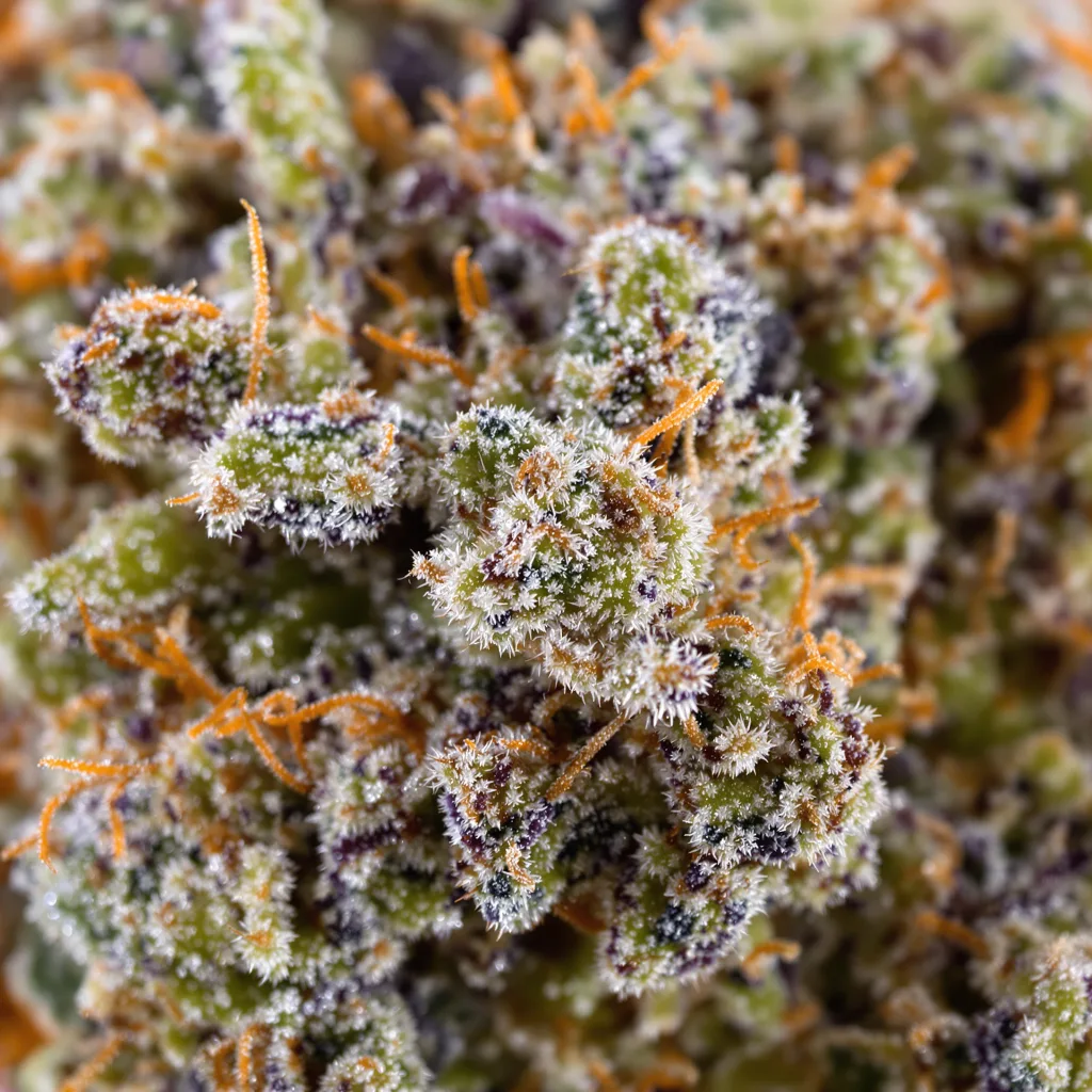 Gros plan de fleur de cannabis Big Devil montrant structure équilibrée avec trichomes givrés