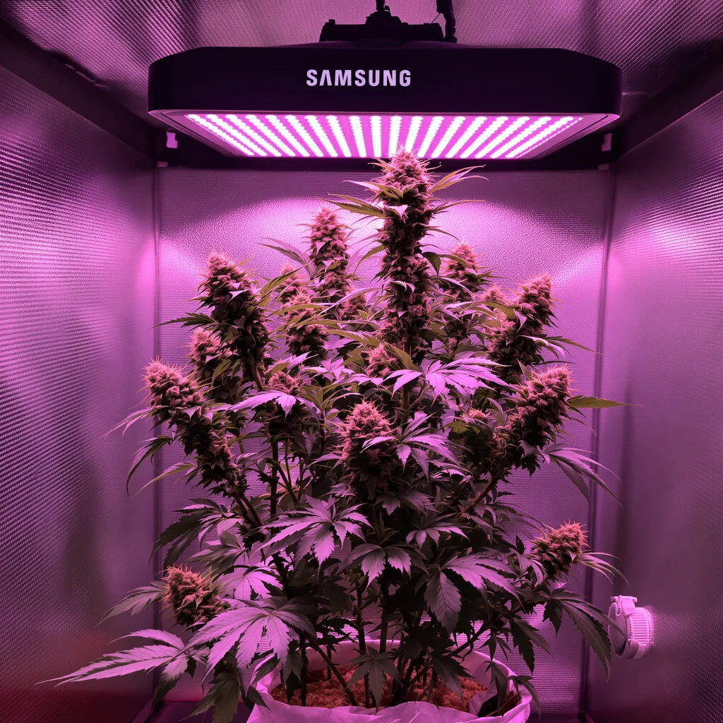 Plante de cannabis Big Smooth en floraison — 120-180 cm féminisée