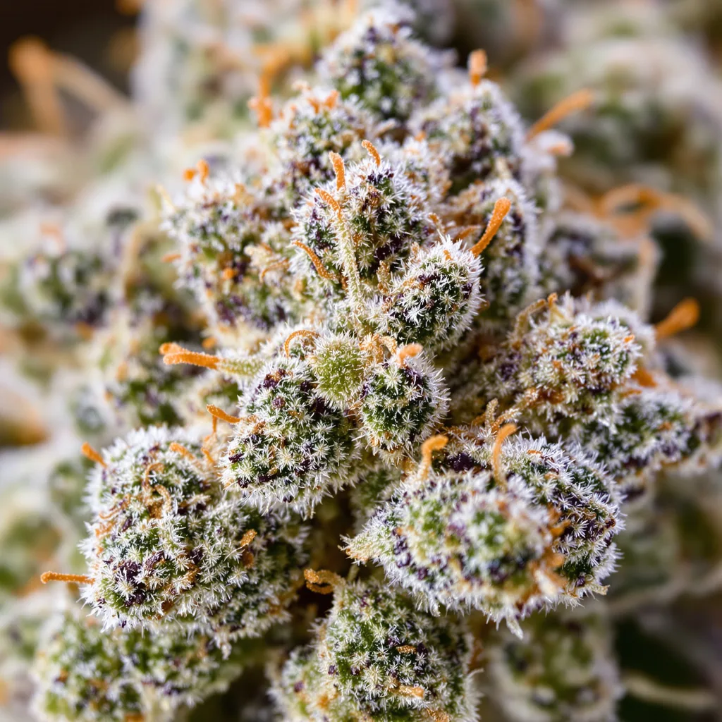 Gros plan de fleur de cannabis Biker Le Blanc montrant structure équilibrée avec trichomes givrés