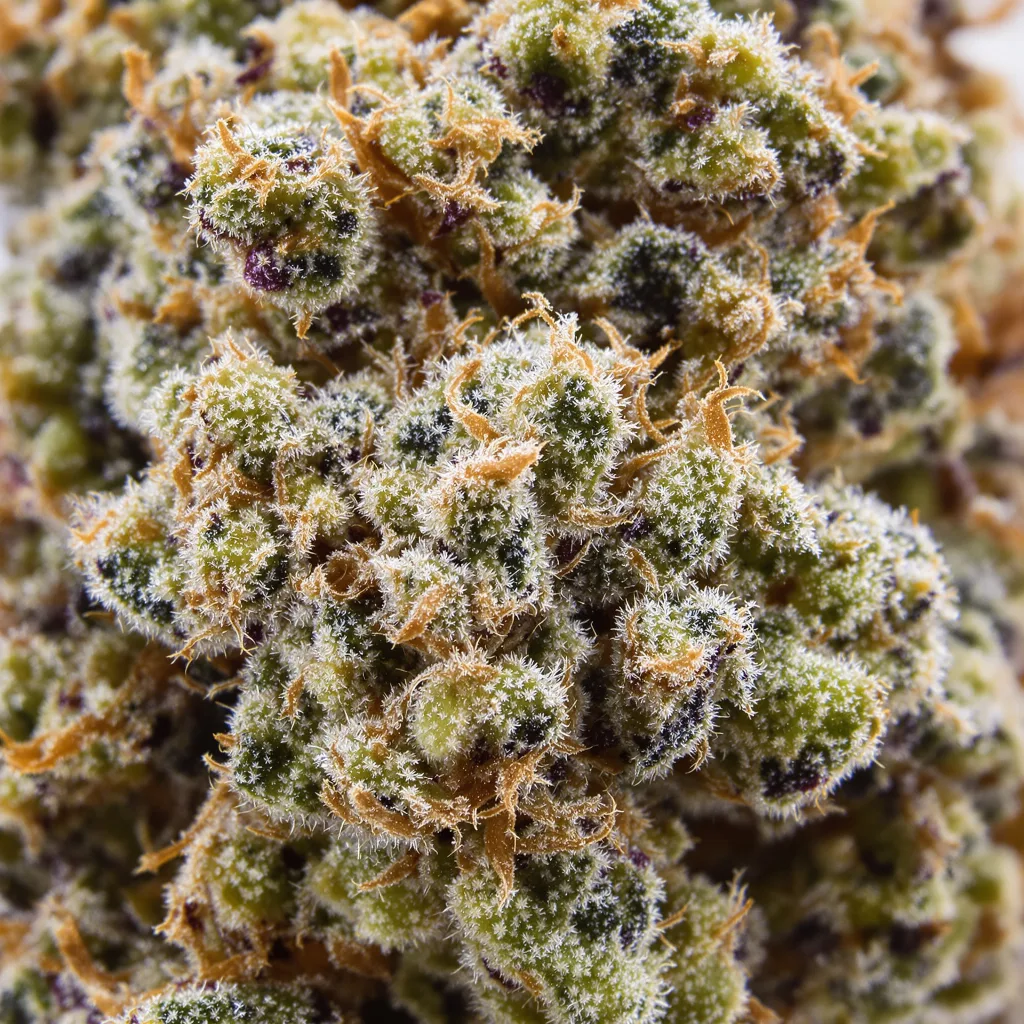 Gros plan de fleur de cannabis Bio Diesel montrant structure équilibrée avec trichomes givrés