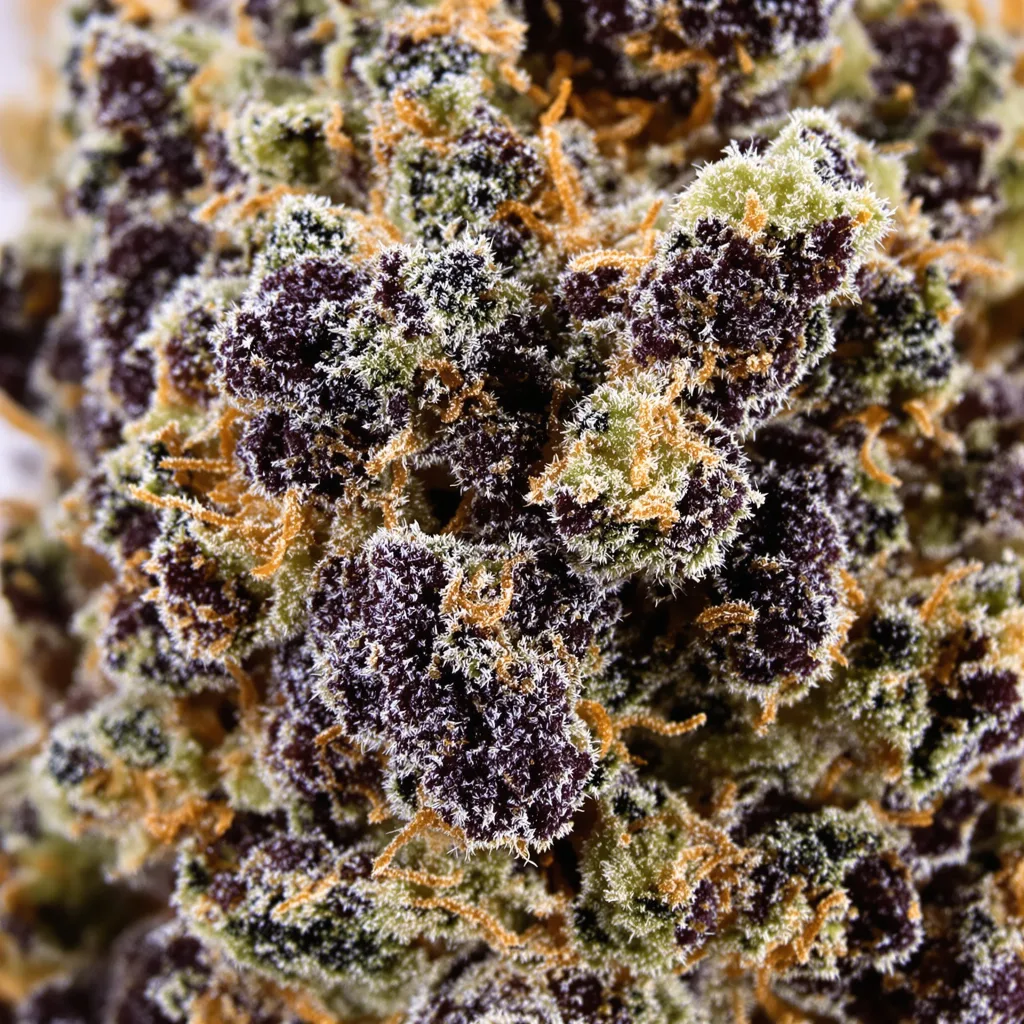 Gros plan de fleur de cannabis Black Afghan montrant calices denses aux reflets violets
