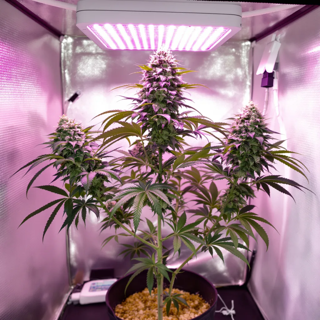 Plante de cannabis Black Bubba en floraison — 60-100 cm autofloraison