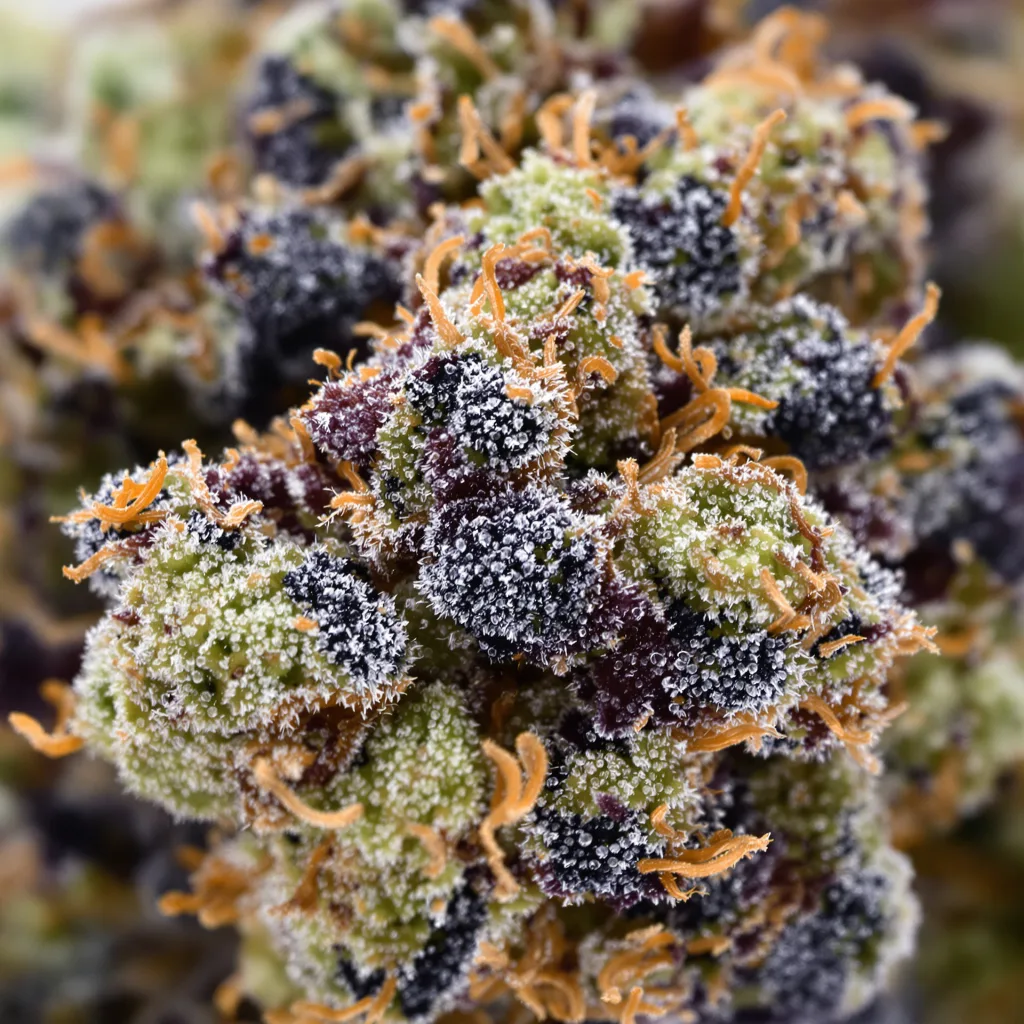 Gros plan de fleur de cannabis Black Bubba montrant calices denses aux reflets violets