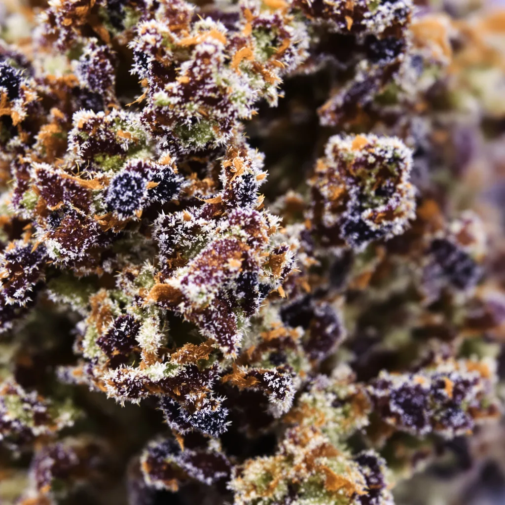 Gros plan de fleur de cannabis Black Cherry montrant calices denses aux reflets violets