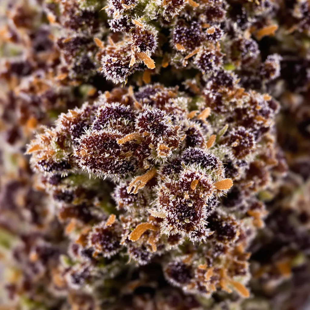 Gros plan de fleur de cannabis Black Cherry Punch montrant calices denses aux reflets violets