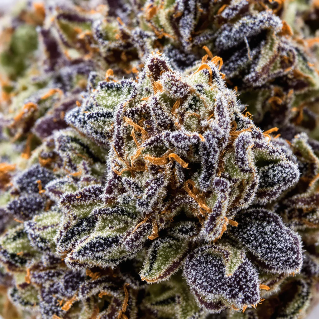 Gros plan de fleur de cannabis Black Demon OG montrant calices denses aux reflets violets