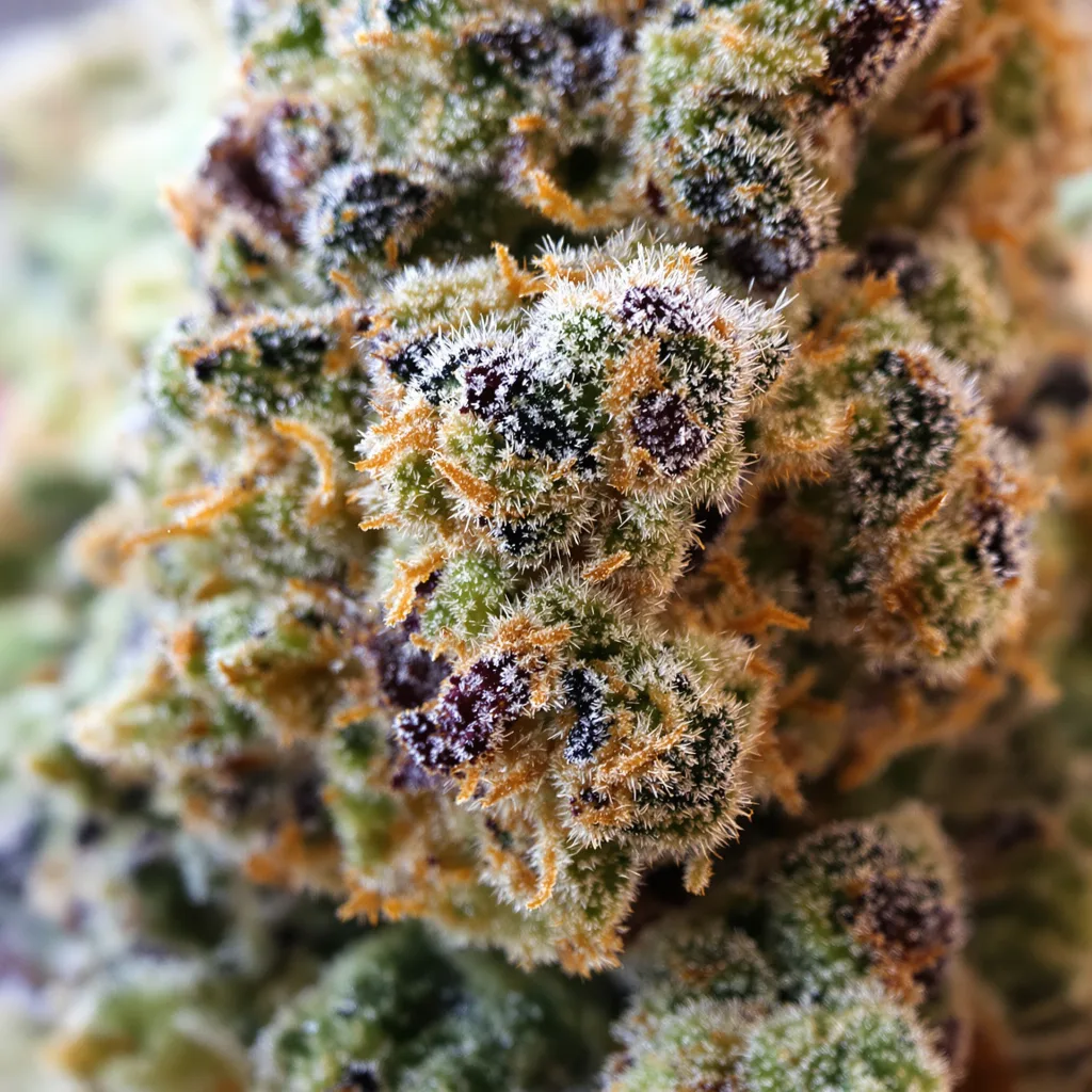 Gros plan de fleur de cannabis Black Diamond montrant structure équilibrée avec trichomes givrés