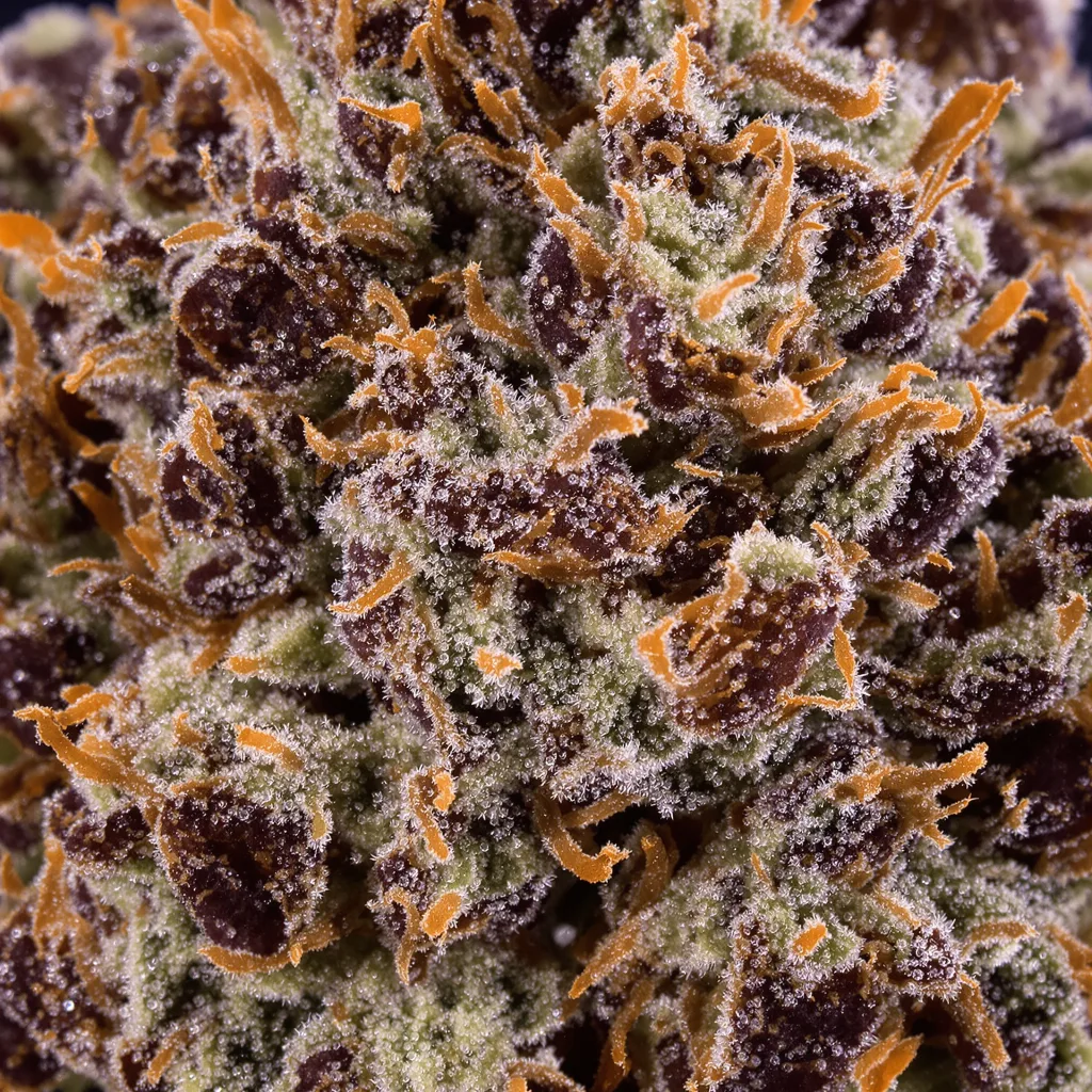 Gros plan de fleur de cannabis Black Domina montrant calices denses aux reflets violets