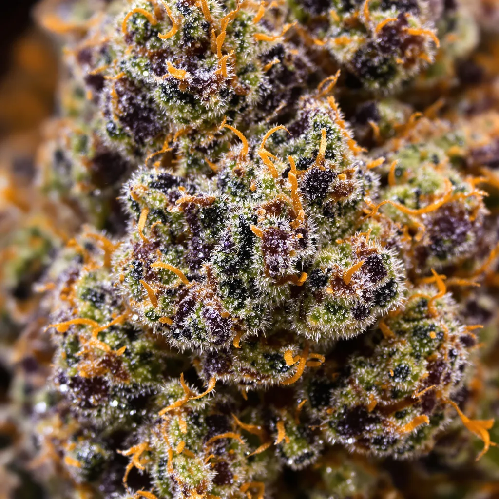 Gros plan de fleur de cannabis Black Ice montrant calices denses aux reflets violets