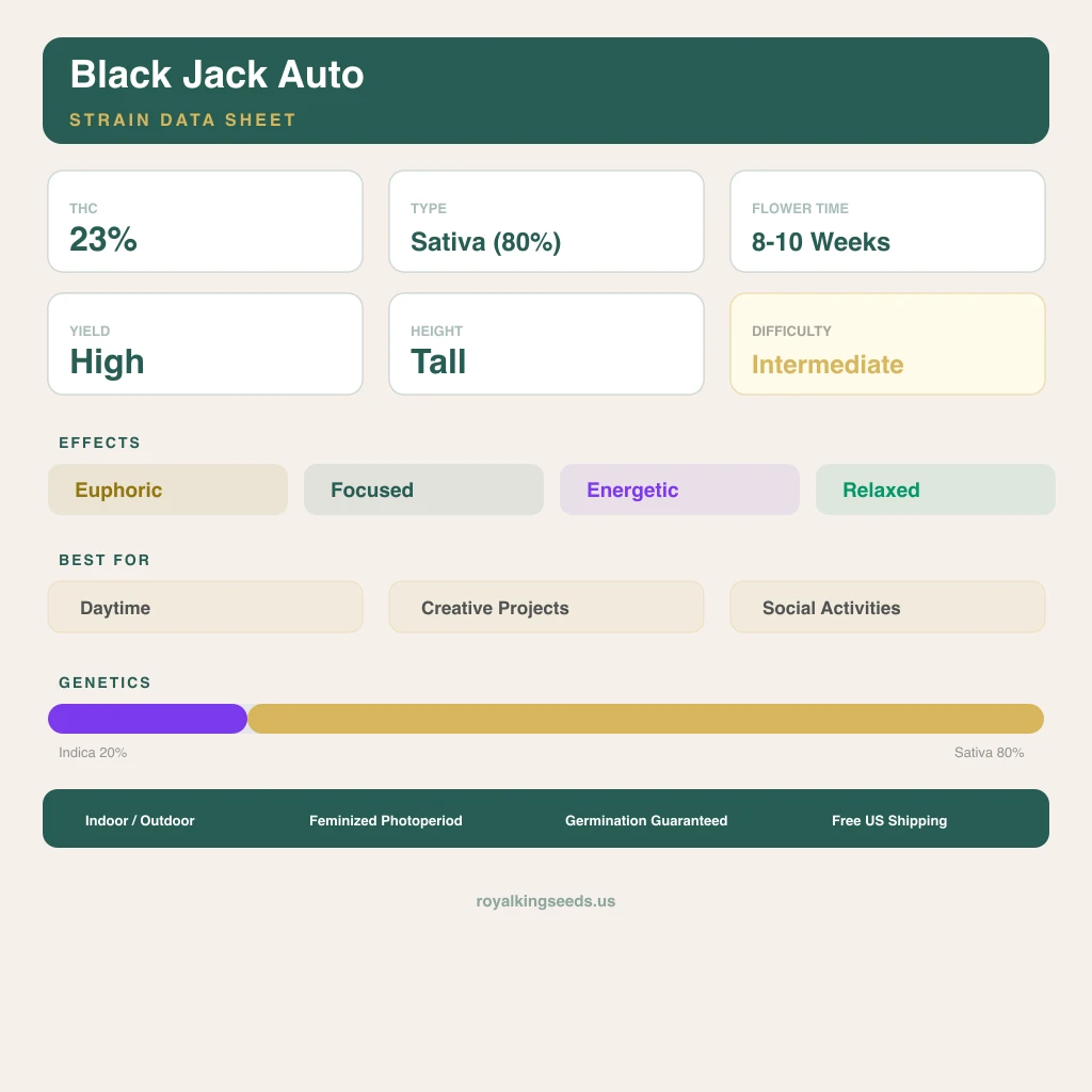 Black Jack 20% indica / 80% sativa — fleur avec trichomes visibles