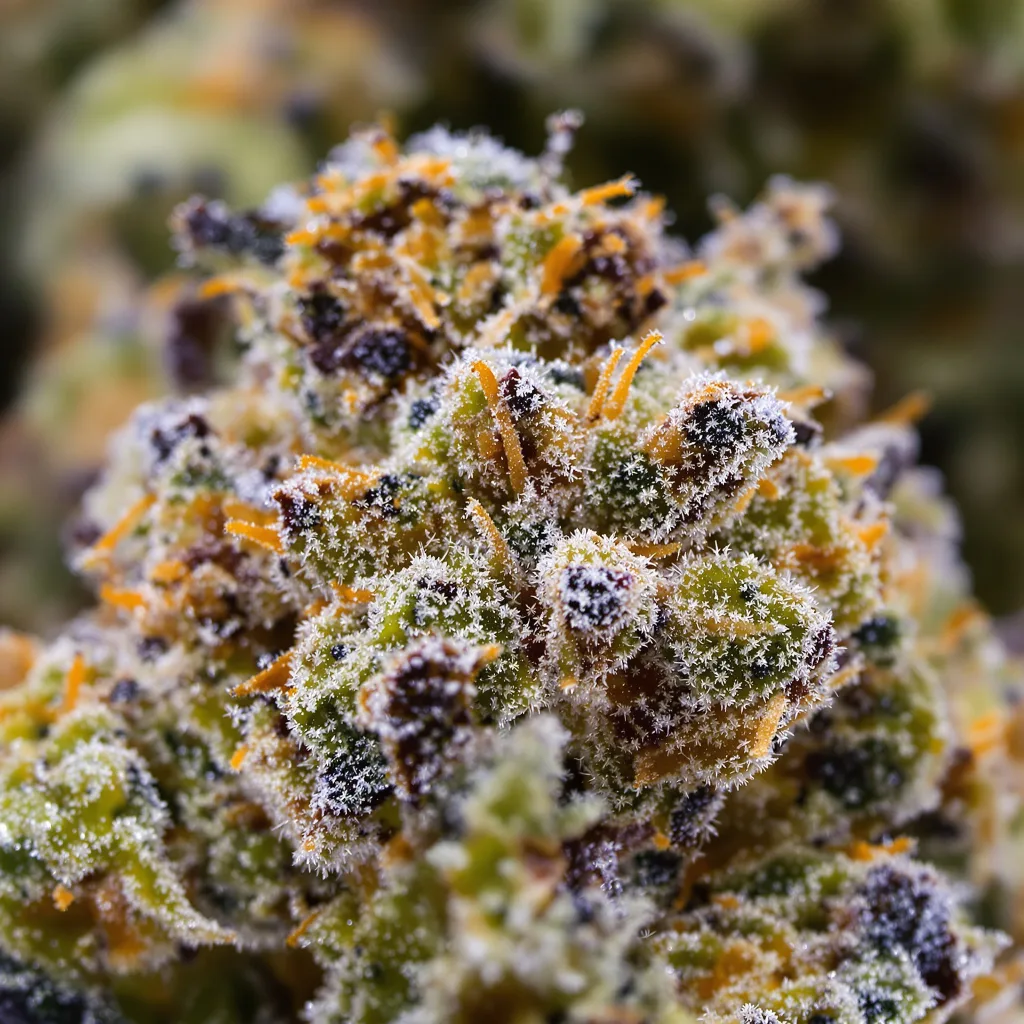 Gros plan de fleur de cannabis Black Mamba montrant nugs denses vert forêt