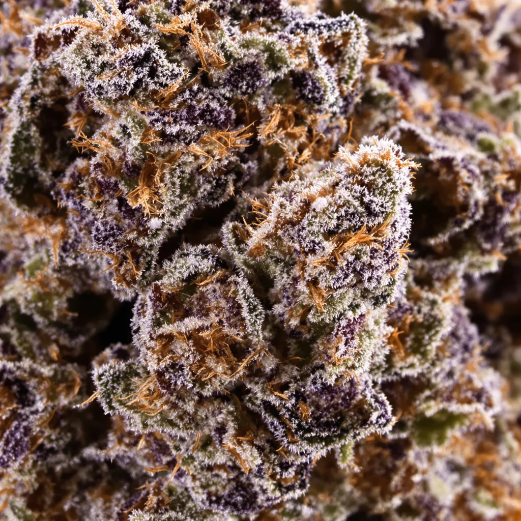 Gros plan de fleur de cannabis Black Rose montrant calices denses aux reflets violets