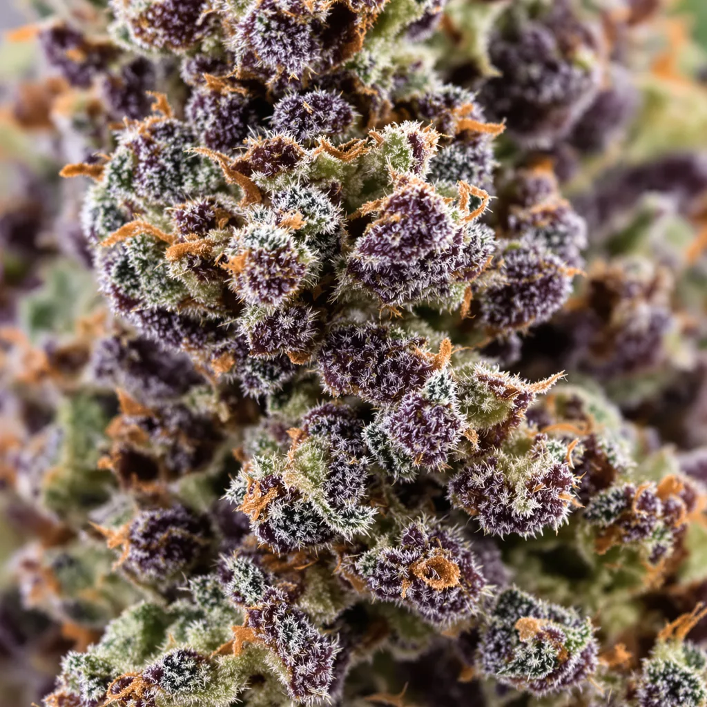Gros plan de fleur de cannabis Black Widow montrant calices denses aux reflets violets