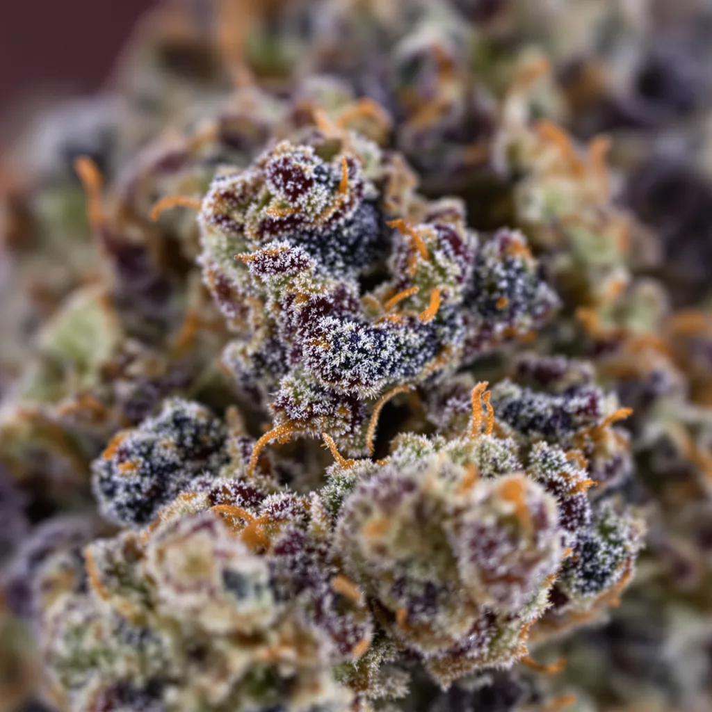 Gros plan de fleur de cannabis Blackberry Bubble montrant calices denses aux reflets violets