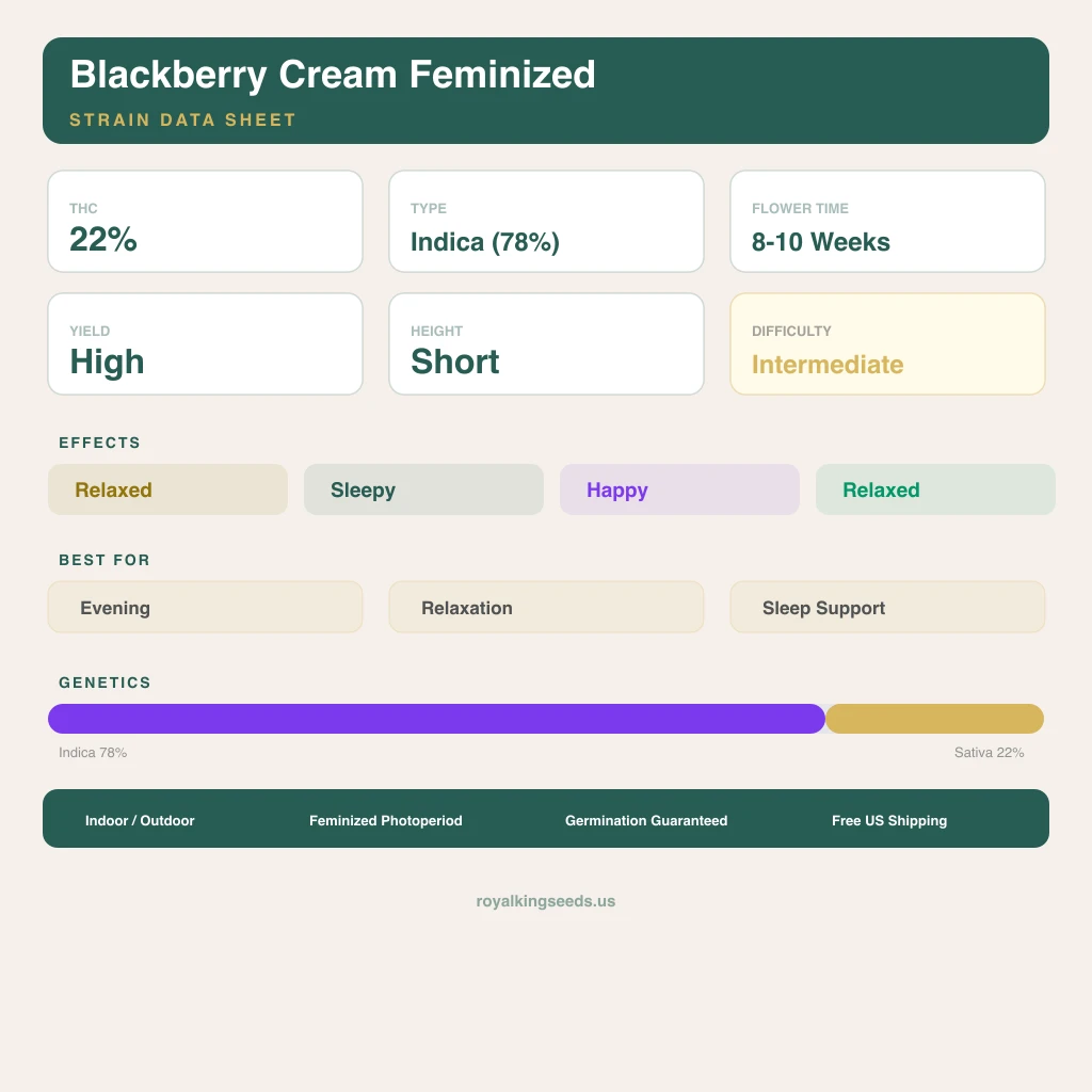Blackberry Cream 78% indica / 22% sativa — fleur avec trichomes visibles