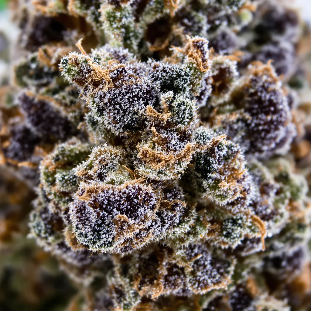 Gros plan de fleur de cannabis Blackberry Cream montrant calices denses aux reflets violets