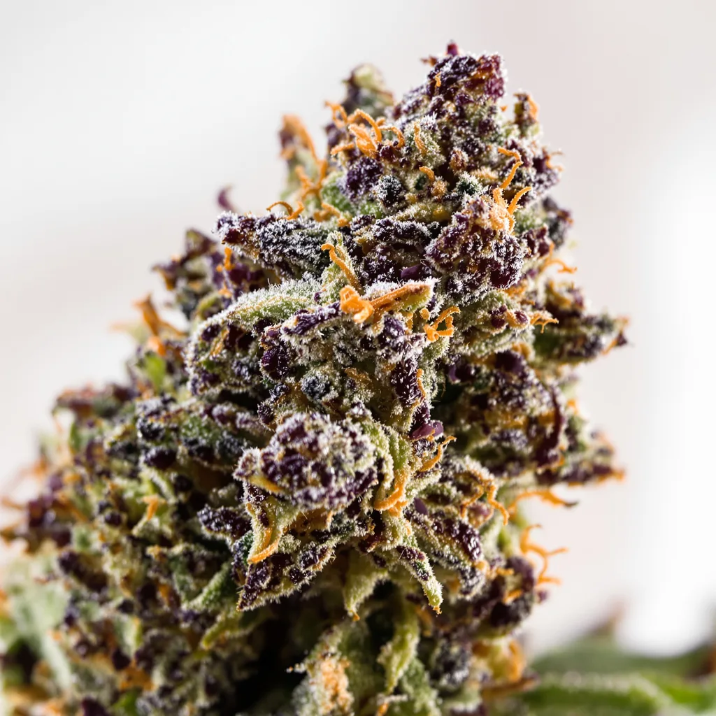 Gros plan de fleur de cannabis Blackberry Hashplant montrant calices denses aux reflets violets