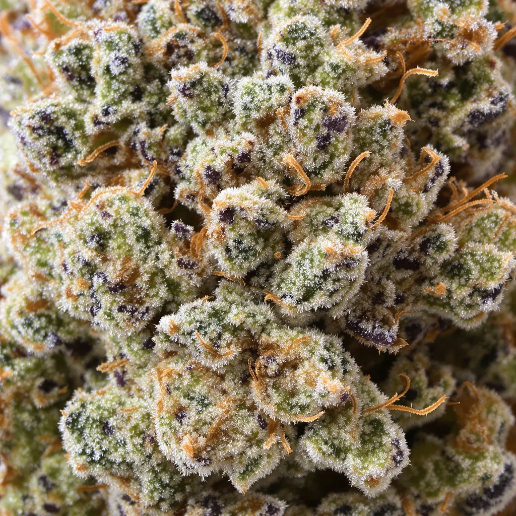 Gros plan de fleur de cannabis Blackberry Pie montrant structure équilibrée avec trichomes givrés