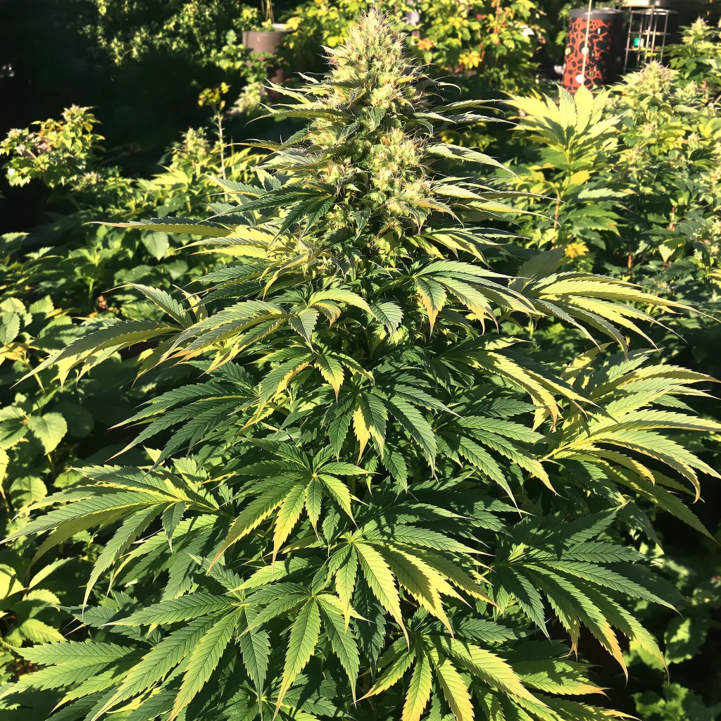 Blackberry Rhino 74% indica / 26% sativa — fleur avec trichomes visibles