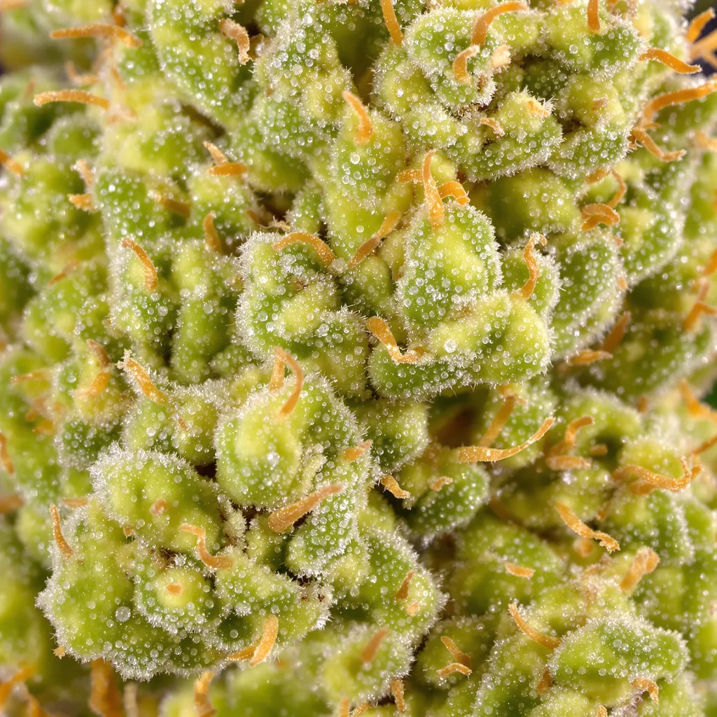 Gros plan de fleur de cannabis Blob OG montrant structure aérée vert lime