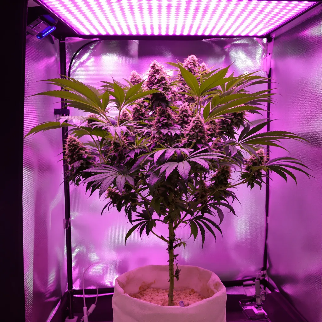 Plante de cannabis Blue Alien en floraison — 90-130 cm féminisée