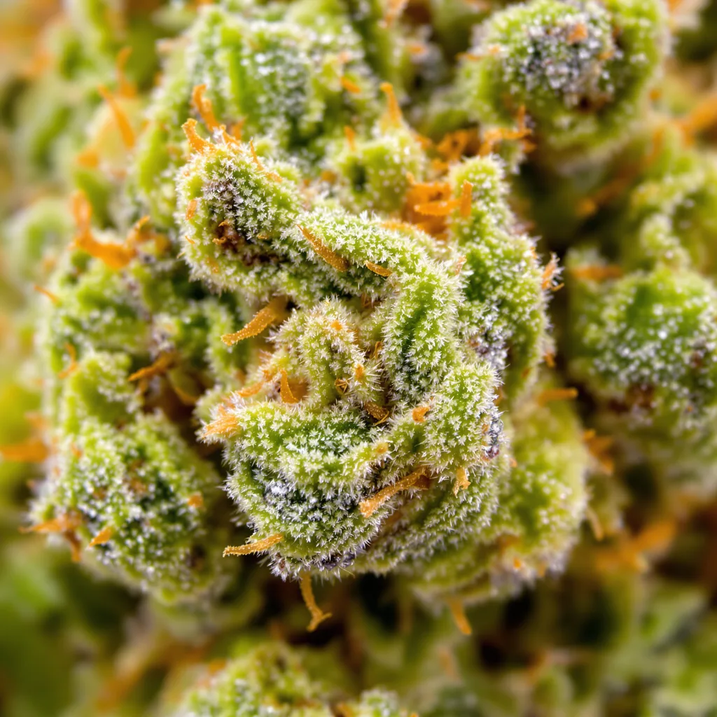 Gros plan de fleur de cannabis Blue Amnesia montrant structure aérée vert lime