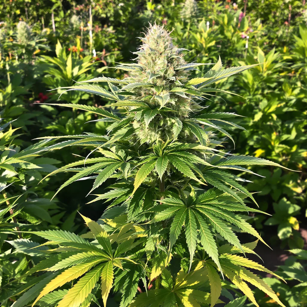 Blue Biscotti 75% indica / 25% sativa — fleur avec trichomes visibles
