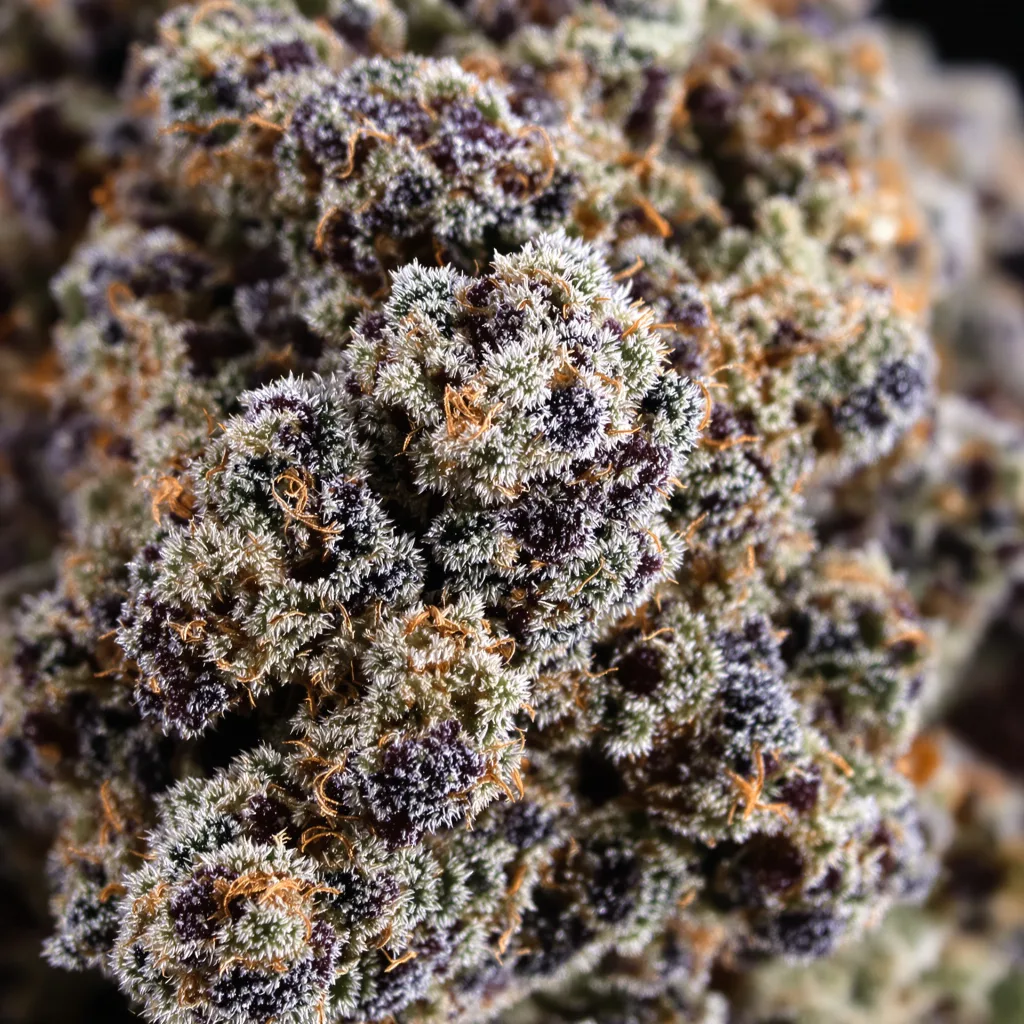 Gros plan de fleur de cannabis Blue Blood montrant calices denses aux reflets violets