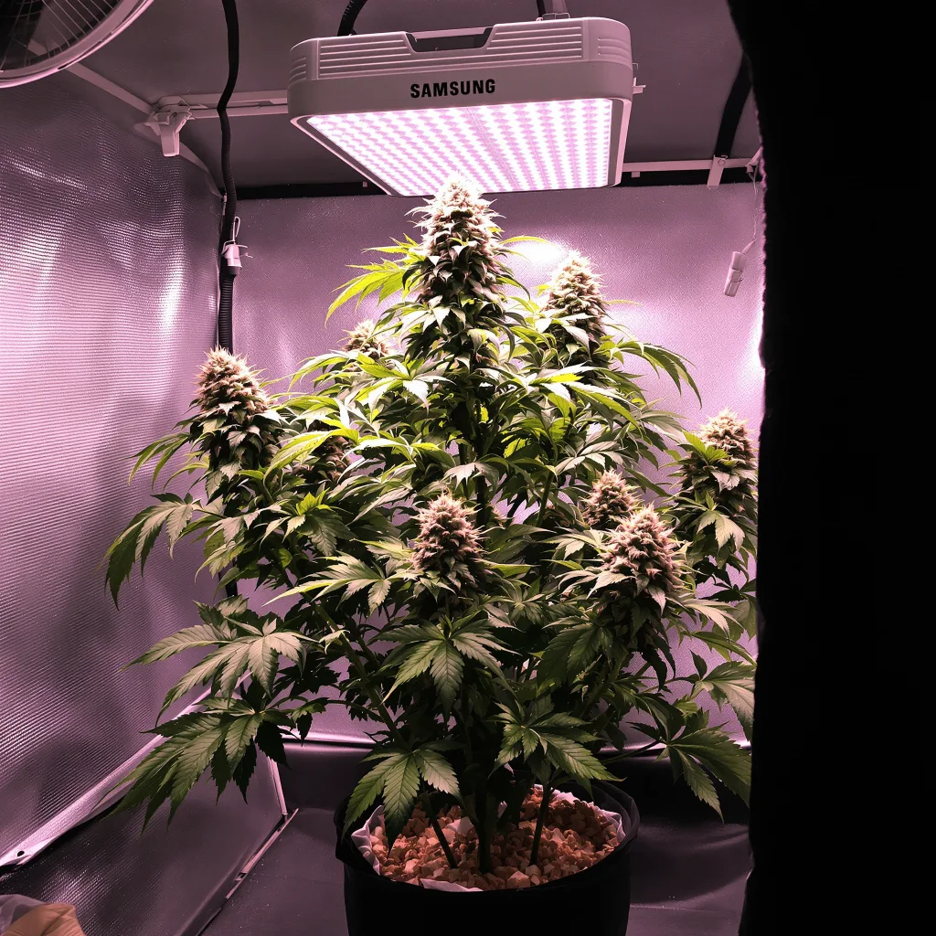 Plante de cannabis Blue Blood en floraison — 90-130 cm féminisée