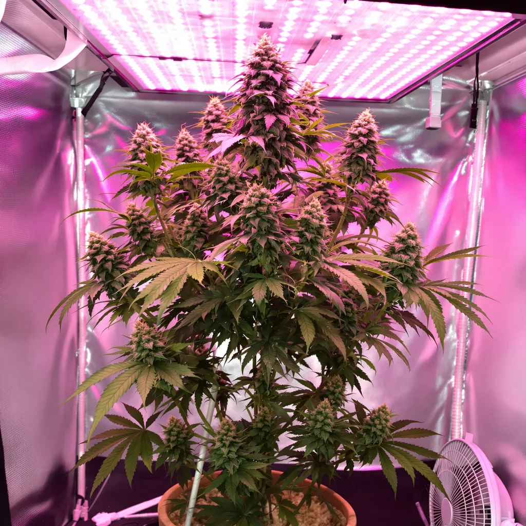 Plante de cannabis Blue Cheese en floraison — 60-100 cm autofloraison
