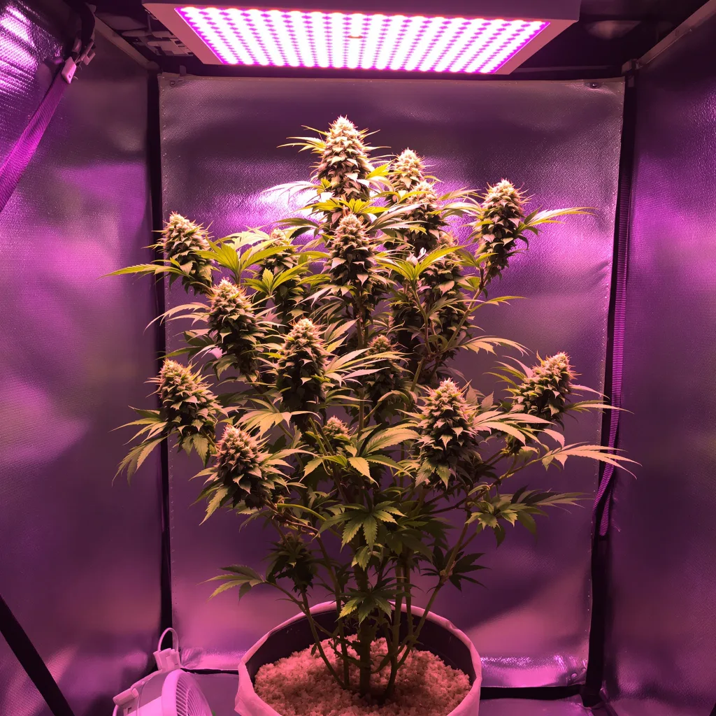 Plante de cannabis Blue Cookies en floraison — 120-180 cm féminisée