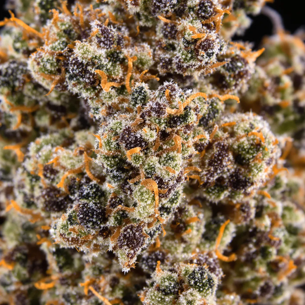 Gros plan de fleur de cannabis Blue Crack montrant calices denses aux reflets violets