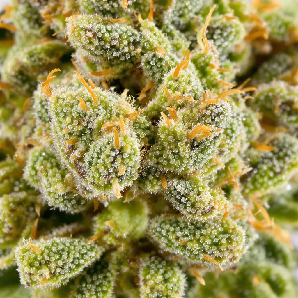 Gros plan de fleur de cannabis Blue Diamond montrant structure aérée vert lime