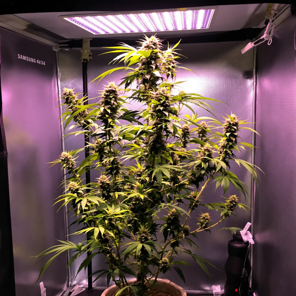Plante de cannabis Blue Dream en floraison — 60-100 cm autofloraison