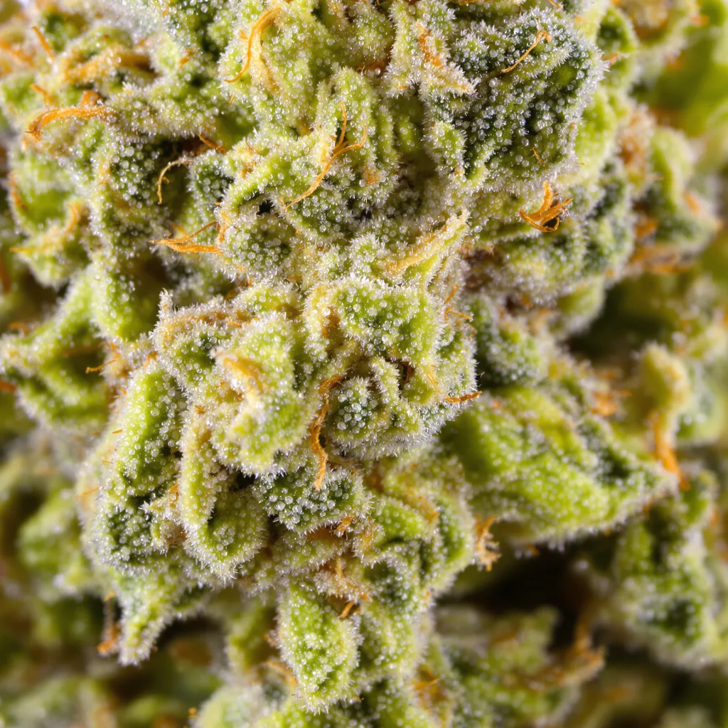 Gros plan de fleur de cannabis Blue Dream montrant structure aérée vert lime