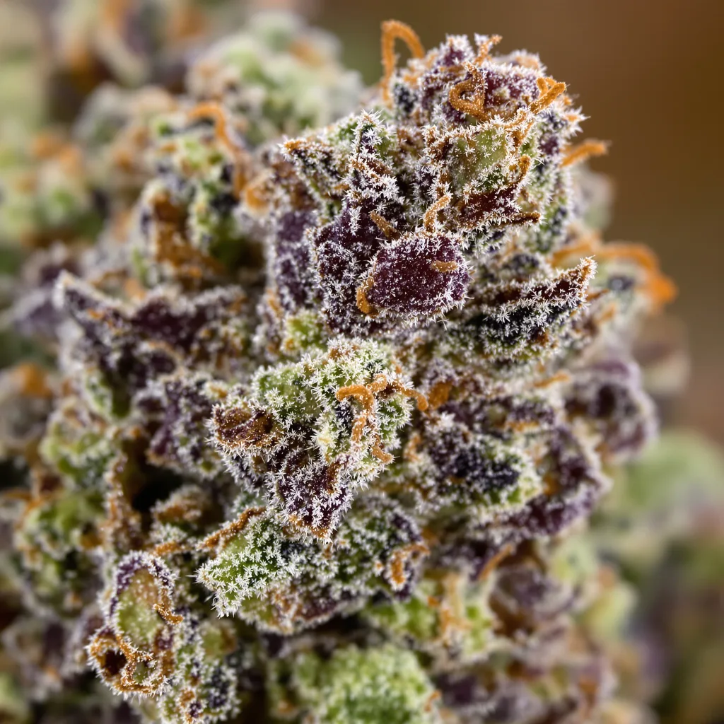 Gros plan de fleur de cannabis Blue Fruit montrant calices denses aux reflets violets