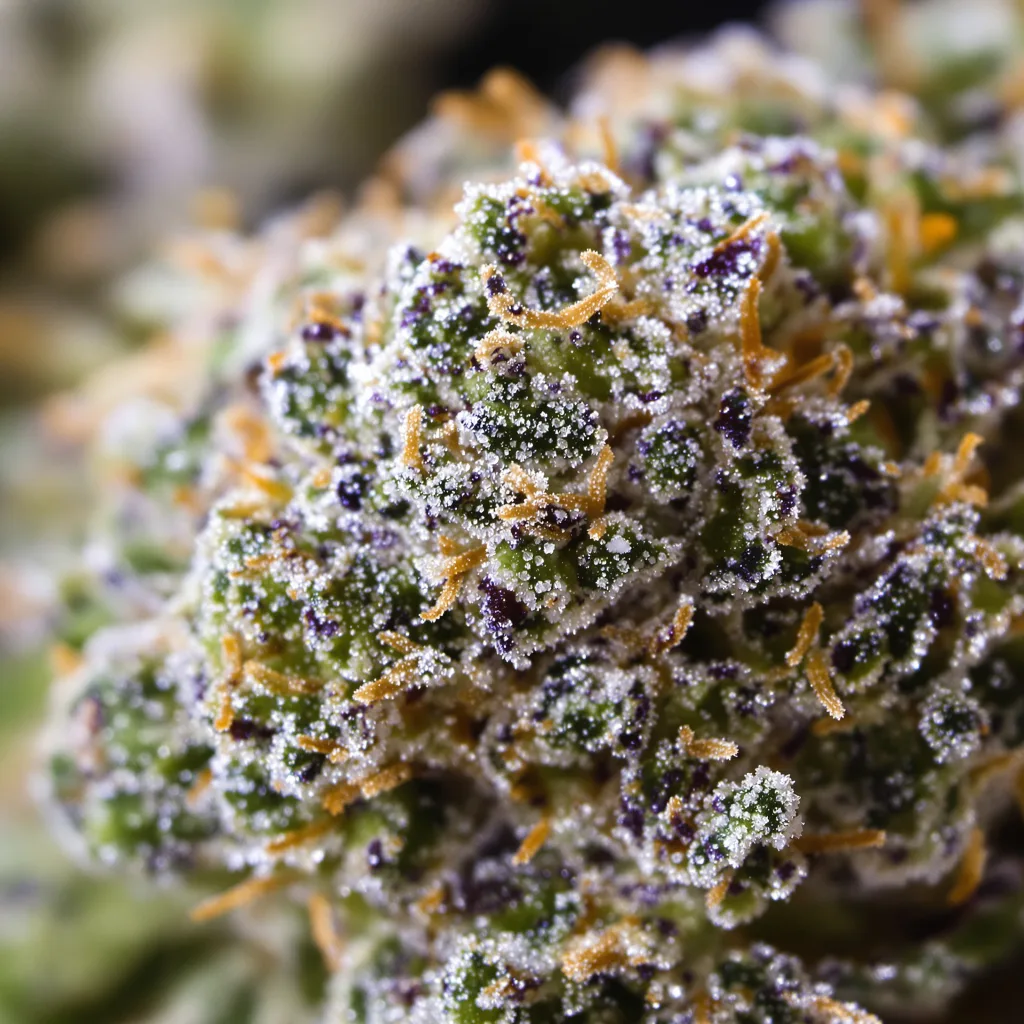 Gros plan de fleur de cannabis Blue Galaxy montrant structure ouverte avec pistils orangés