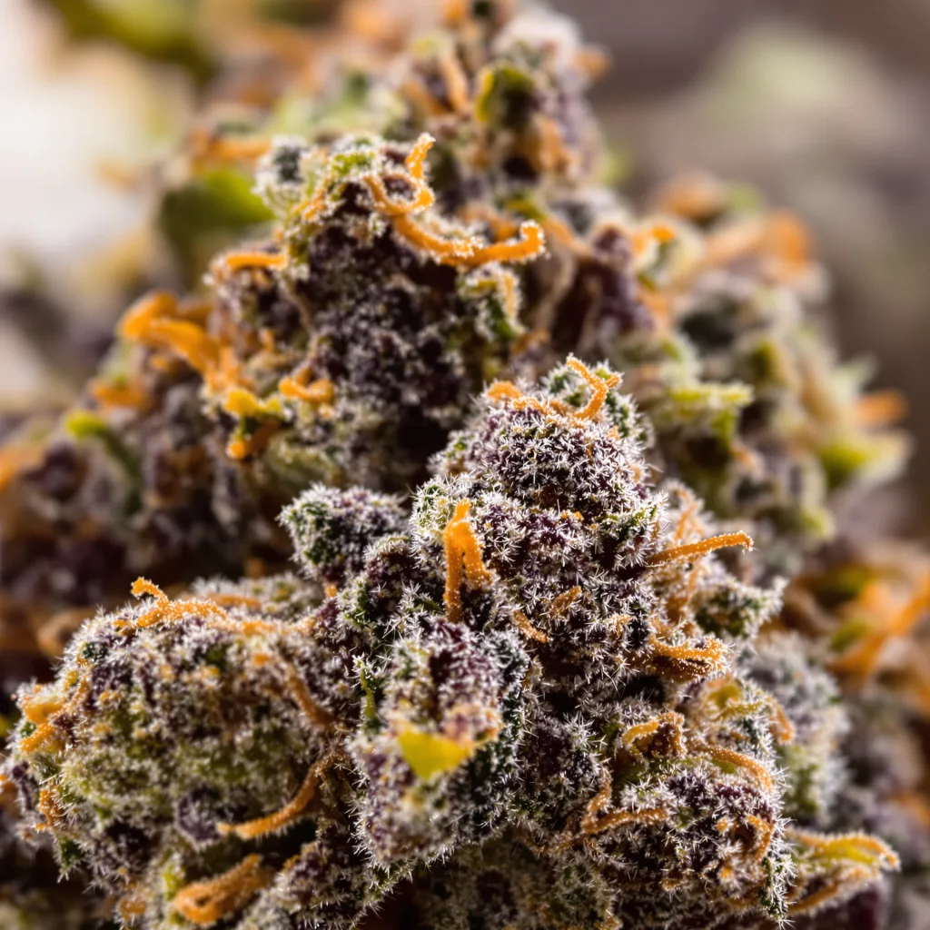 Gros plan de fleur de cannabis Blue God montrant calices denses aux reflets violets