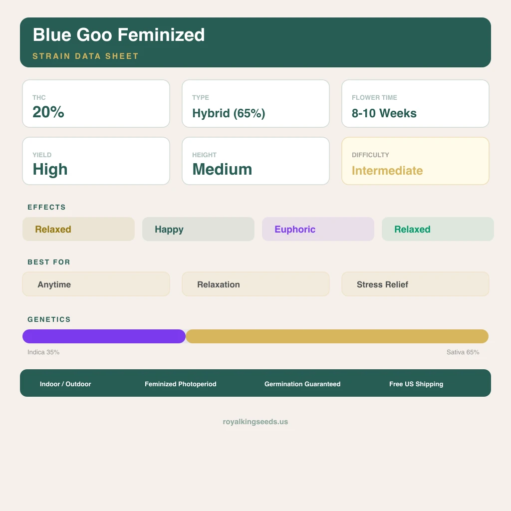 Blue Goo 35% indica / 65% sativa — fleur avec trichomes visibles