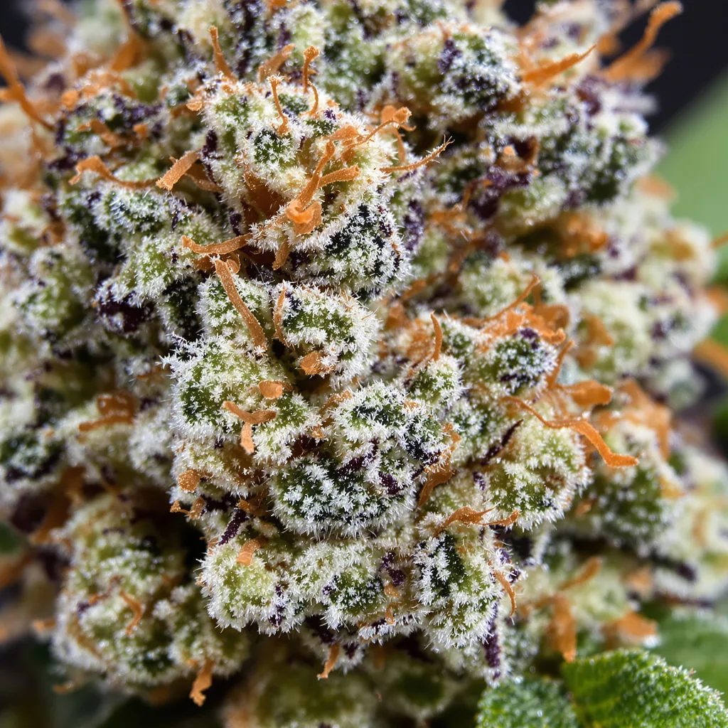Gros plan de fleur de cannabis Blue Hawaiian montrant structure ouverte avec pistils orangés