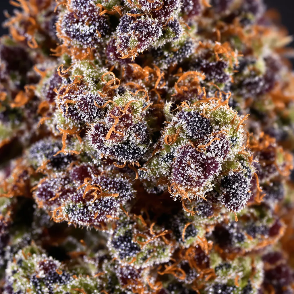 Gros plan de fleur de cannabis Blue Haze montrant calices denses aux reflets violets