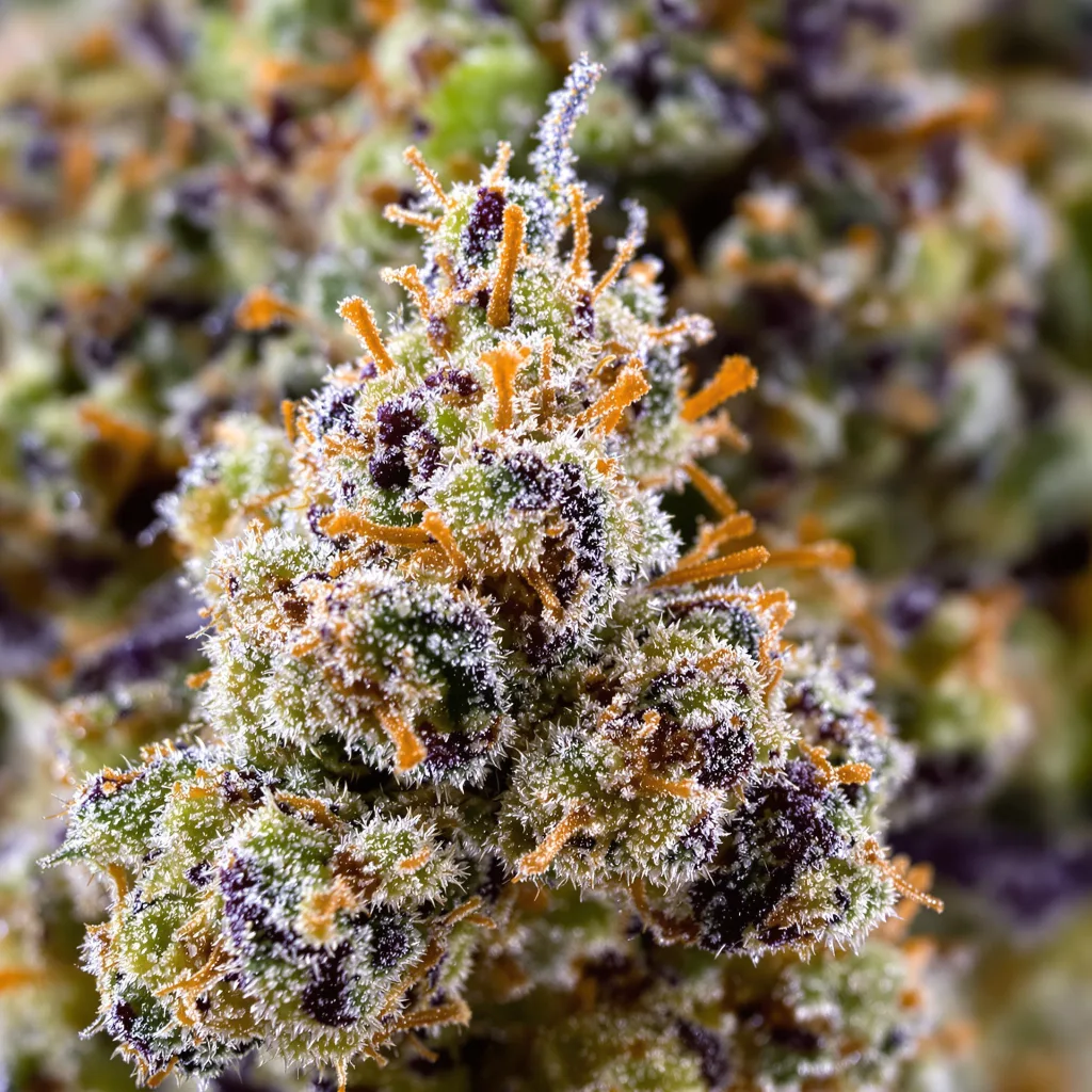 Gros plan de fleur de cannabis Blue Jay Way montrant nugs denses vert forêt