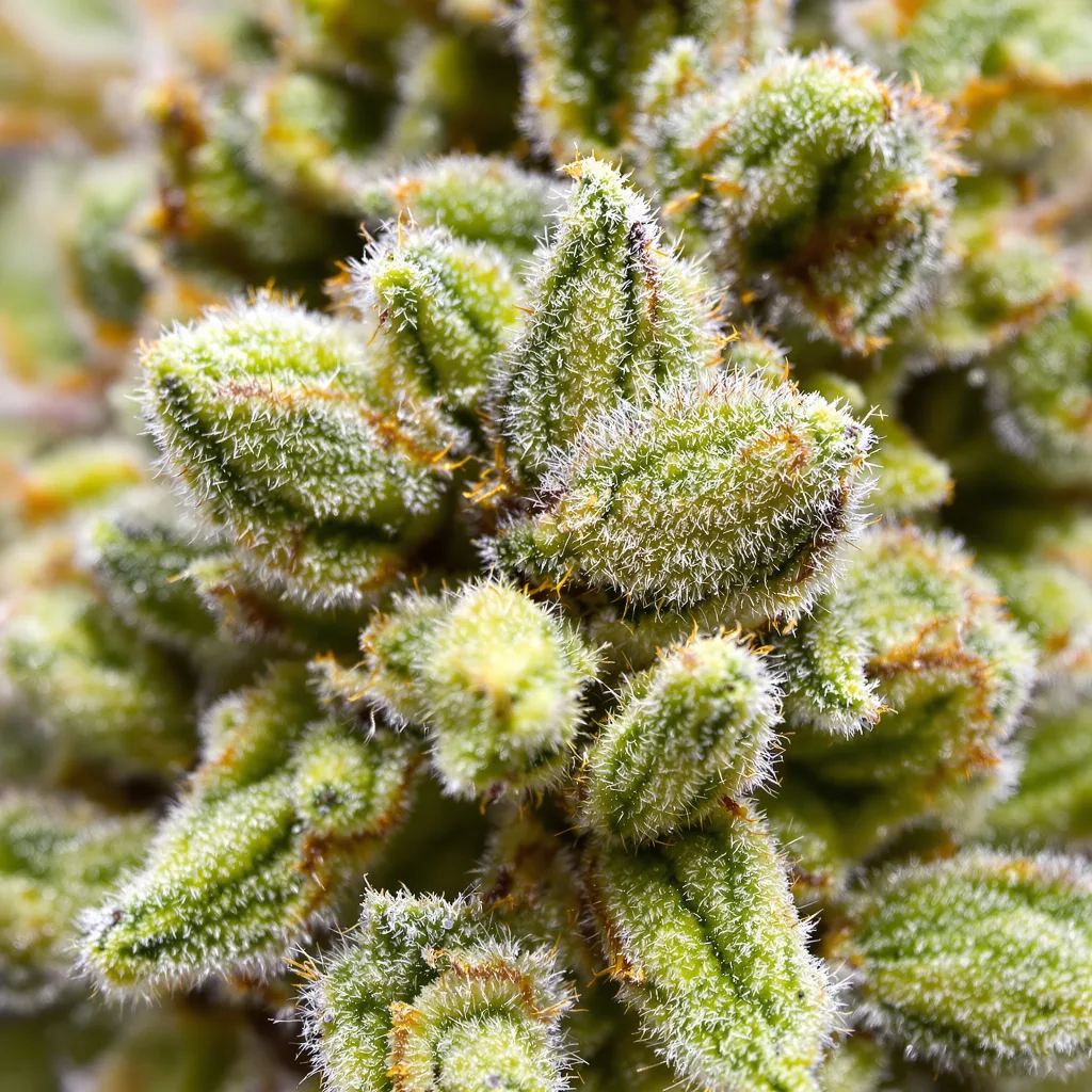 Gros plan de fleur de cannabis Blue Kiss montrant structure aérée vert lime